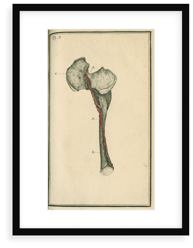 The Crural artery (right thigh) by unknown