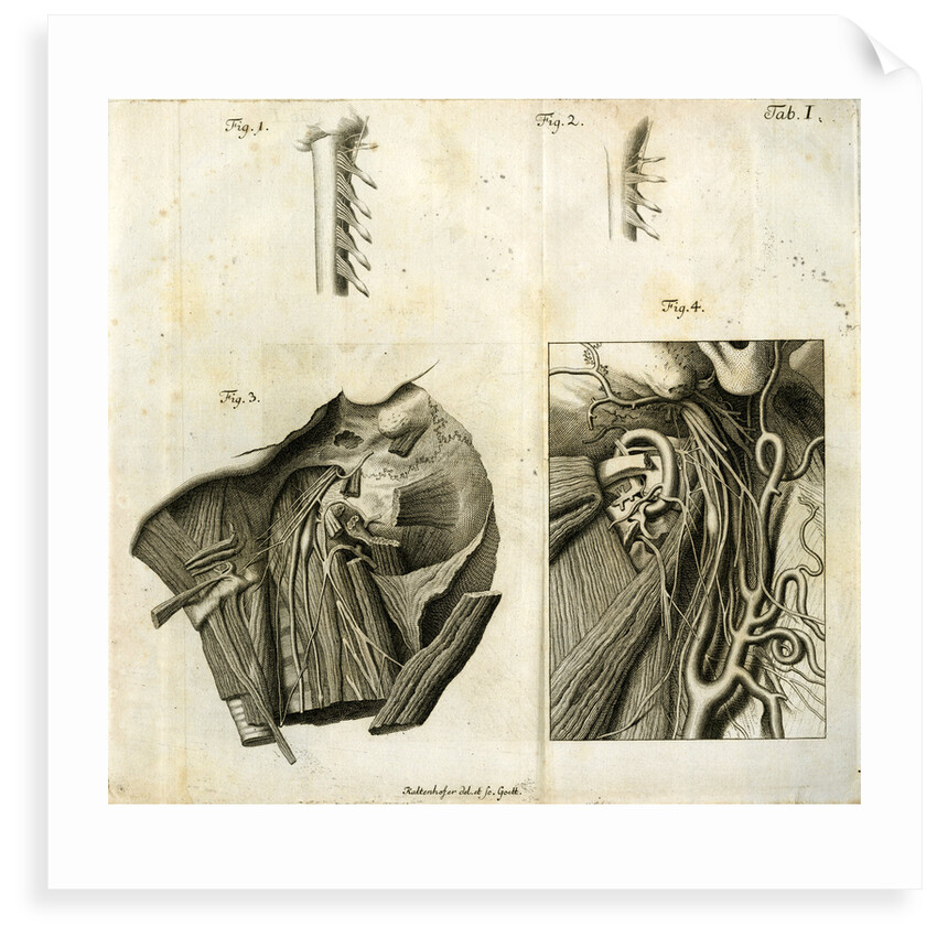 Details of the anatomy of the head and neck by Goett