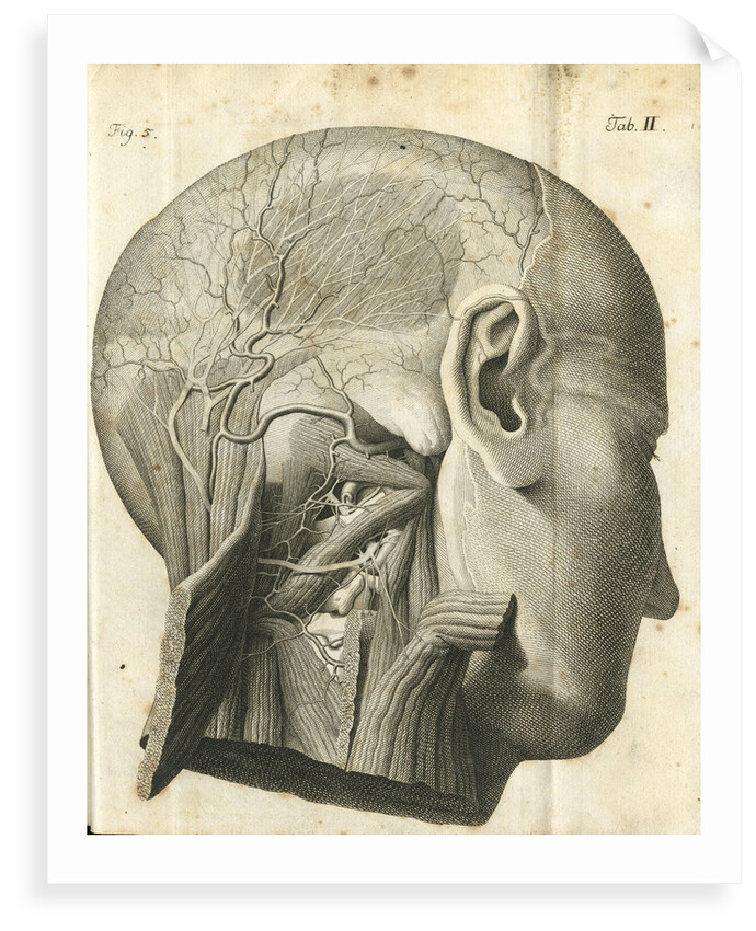 The anatomy of the neck and back of the head by unknown