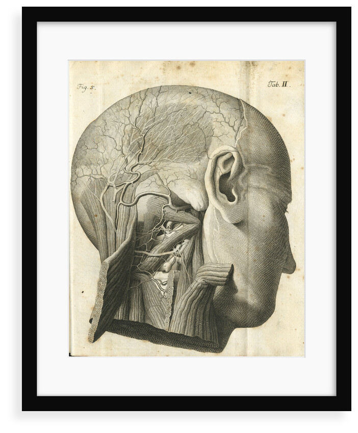 The anatomy of the neck and back of the head by unknown