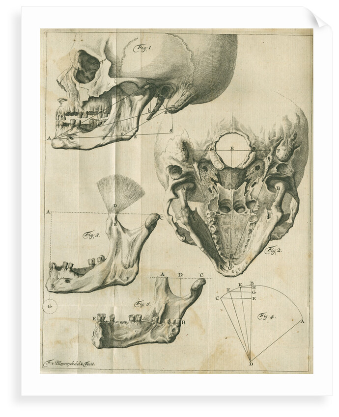 Views of the skull and jaw by Françoise van Bleyswyck