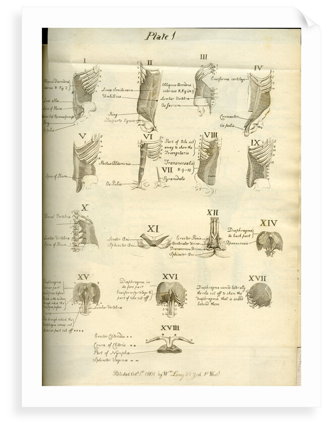 Muscles of the human torso by Joseph Constantine Carpue