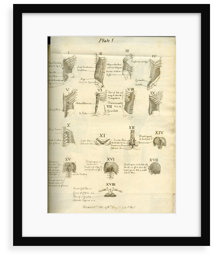 Muscles of the human torso by Joseph Constantine Carpue