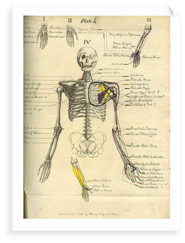 Muscle distribution of the upper body (front) by Joseph Constantine Carpue