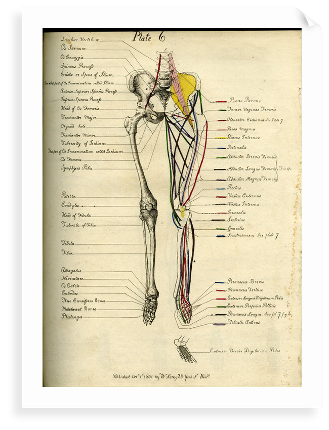 Muscle distribution of the lower body (front) by Joseph Constantine Carpue