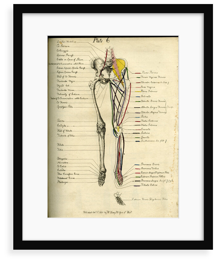 Muscle distribution of the lower body (front) by Joseph Constantine Carpue