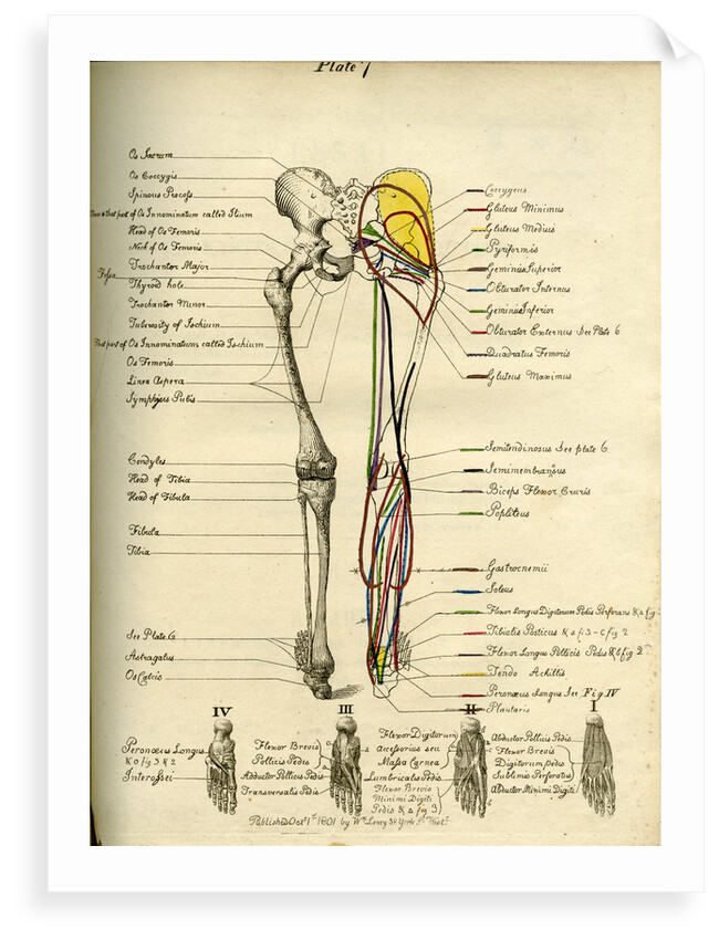 Muscle distribution of the lower bod(back) by Joseph Constantine Carpue