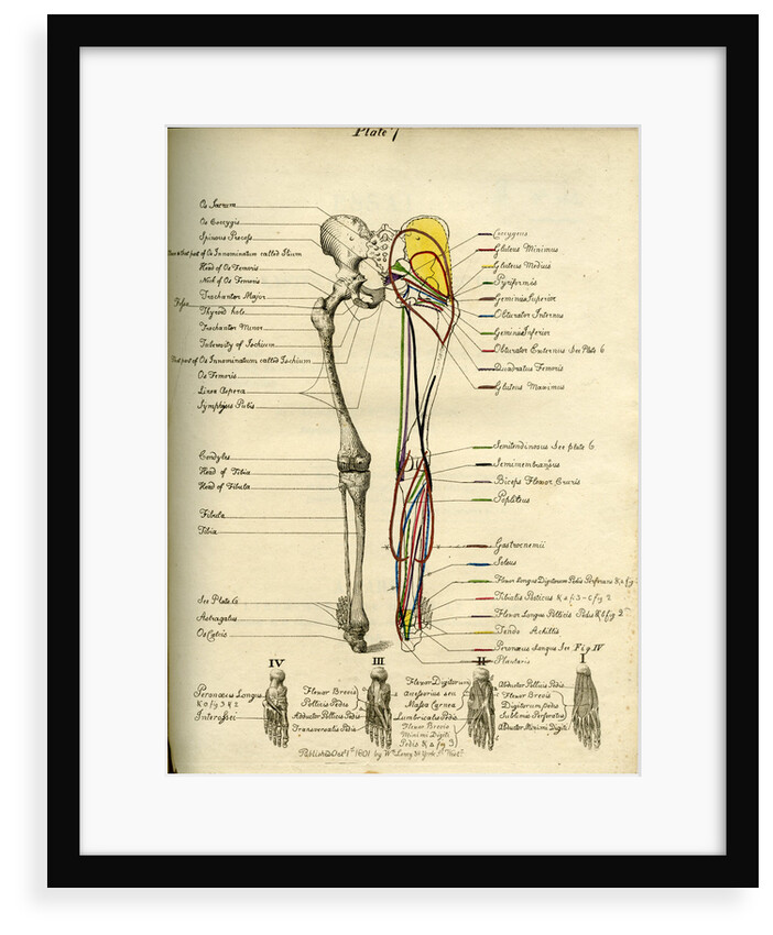 Muscle distribution of the lower bod(back) by Joseph Constantine Carpue