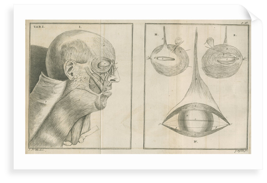 'A view of the Muscles of the Face in Profile' by James Mynde