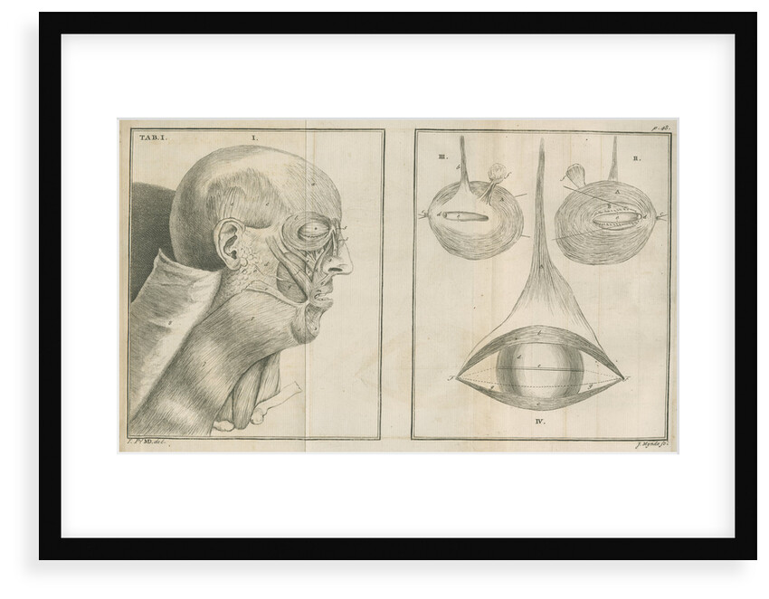 'A view of the Muscles of the Face in Profile' by James Mynde