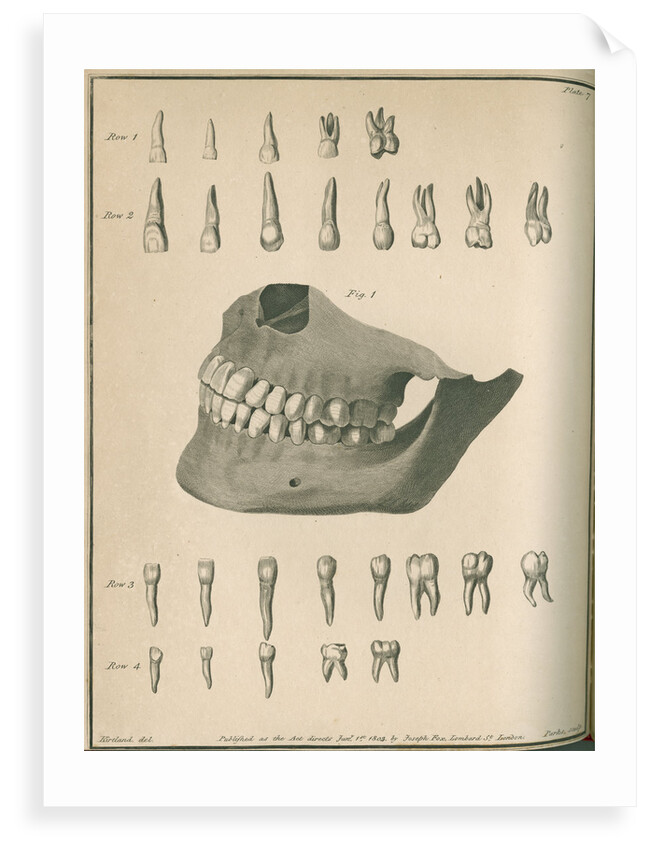 The permanent set of teeth complete by Parks