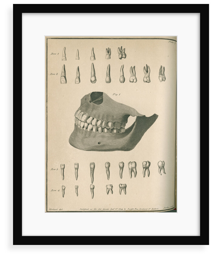 The permanent set of teeth complete by Parks