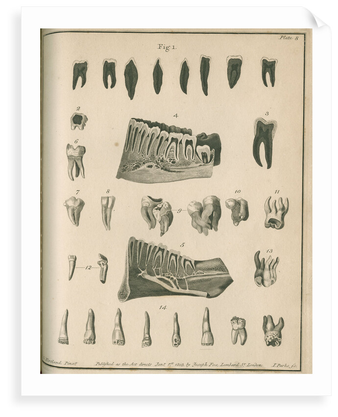 Cross-sections of the teeth and lower jaw by Parks