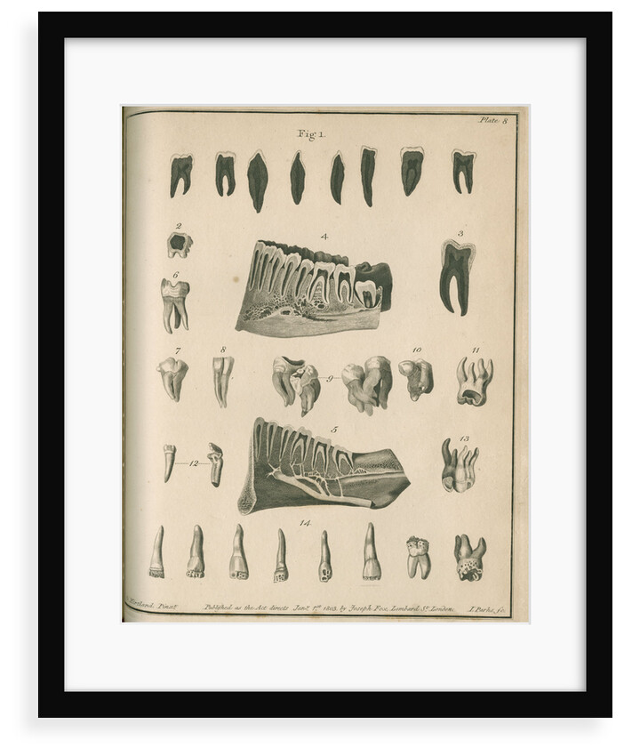 Cross-sections of the teeth and lower jaw by Parks