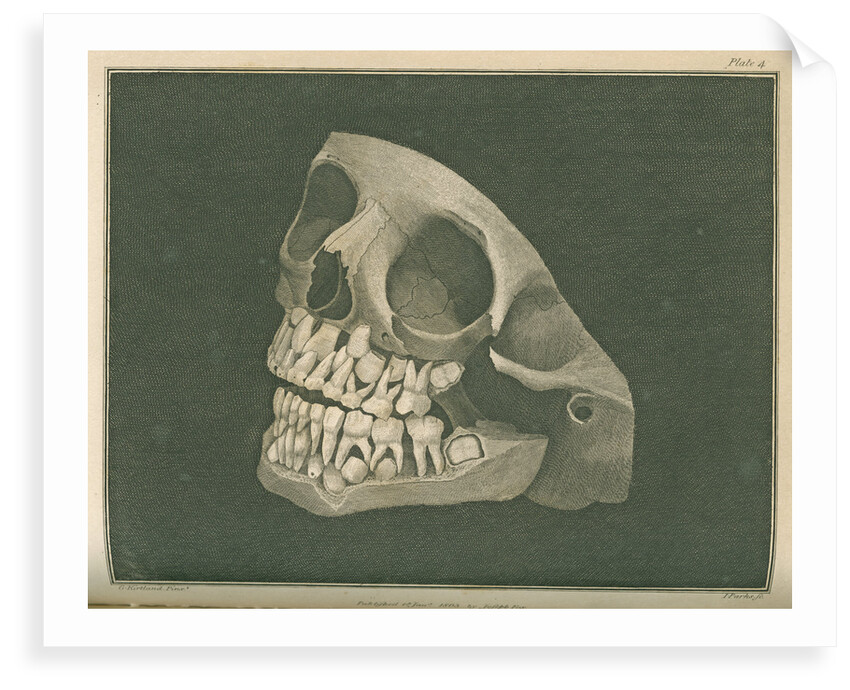 The two sets of teeth at six years of age by Parks