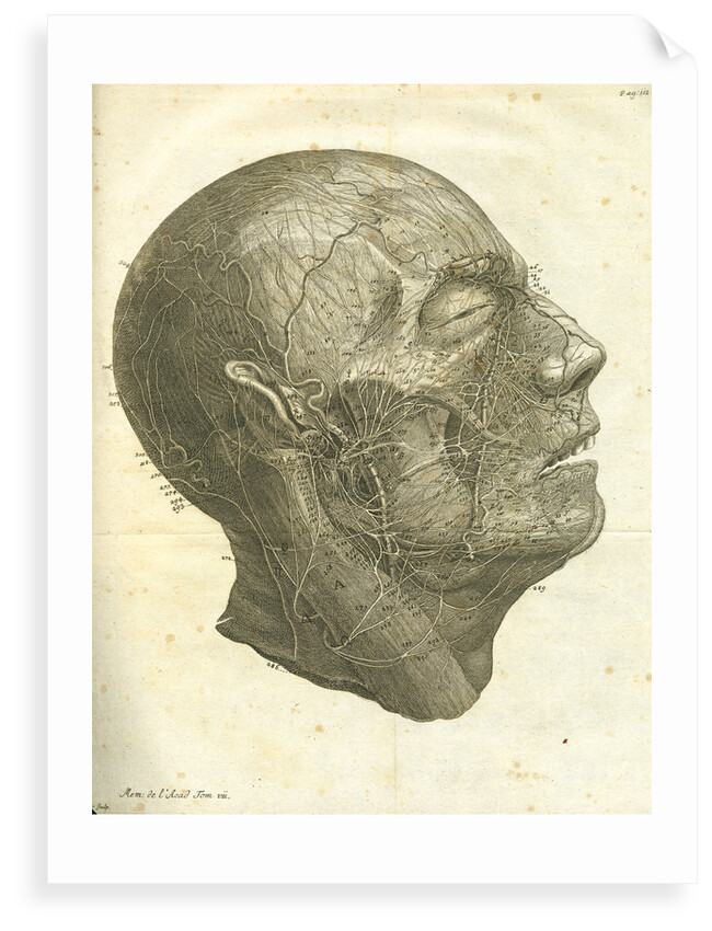 Veins of the human head by unknown