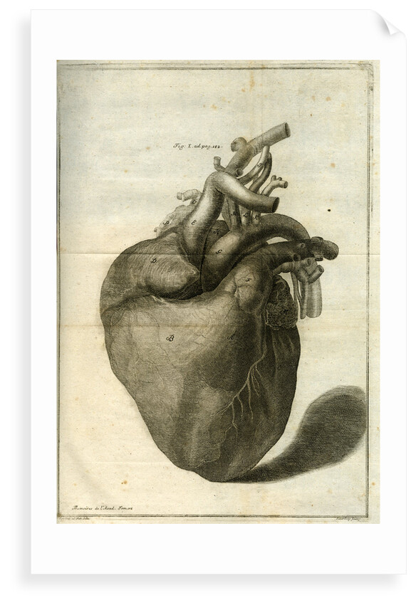 The human heart by Sauerbrey