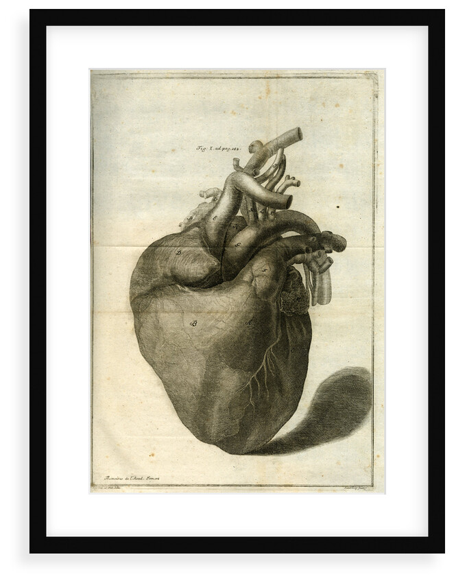 The human heart by Sauerbrey