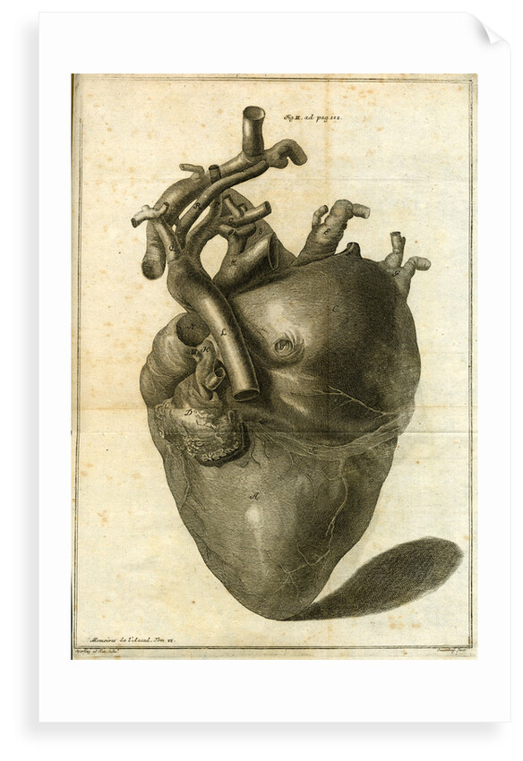 A human heart by Sauerbrey