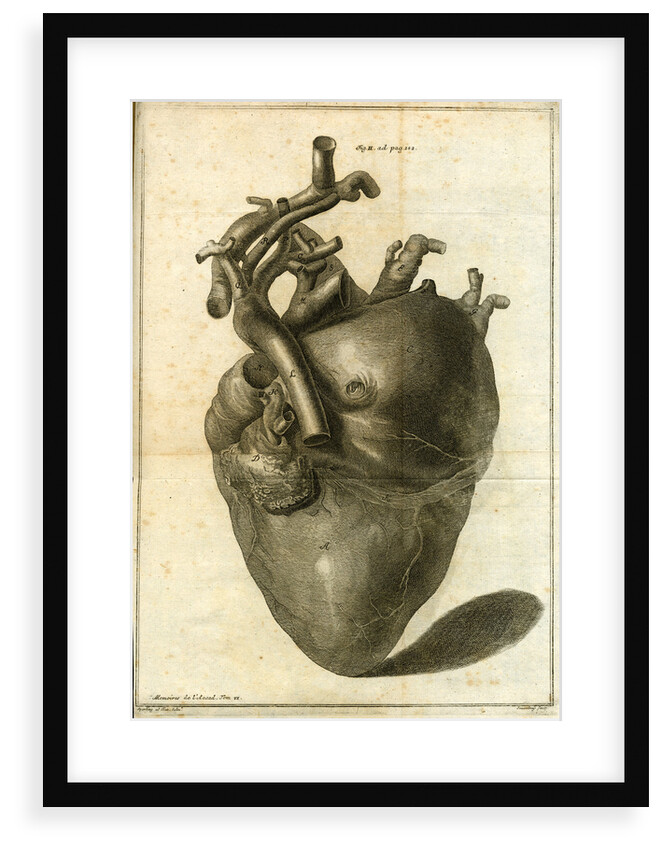 A human heart by Sauerbrey