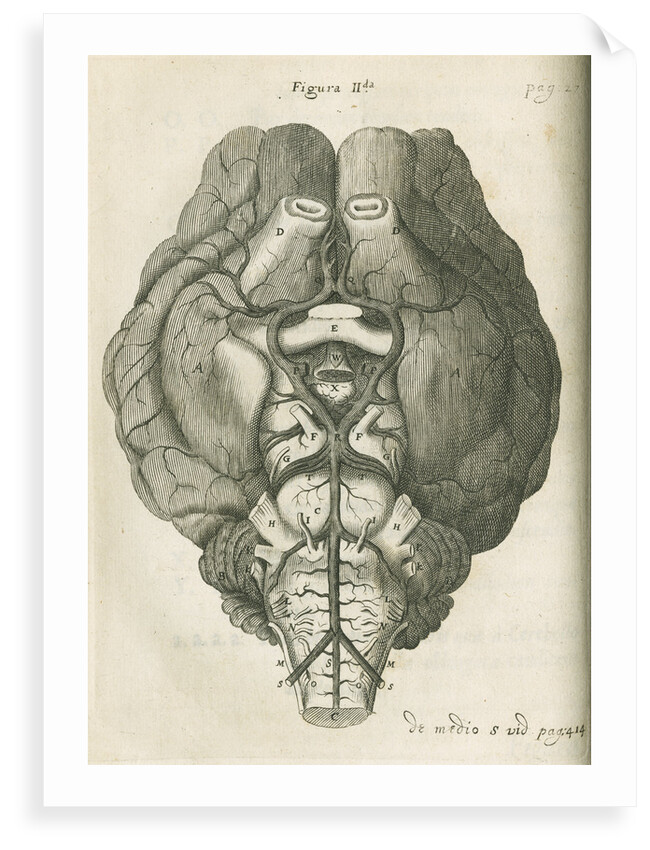 The base of a sheep's brain by unknown