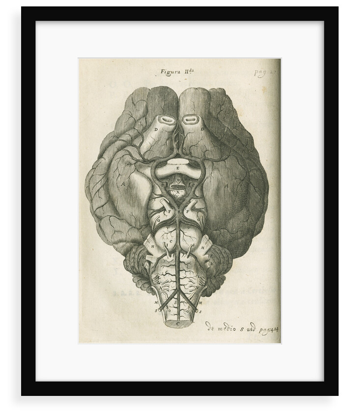 The base of a sheep's brain by unknown
