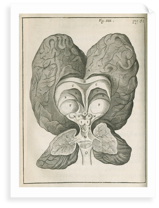 The base of the human brain by unknown