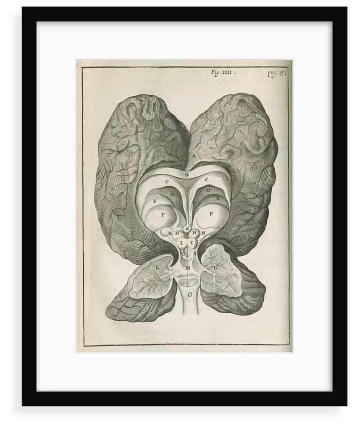 The base of the human brain by unknown