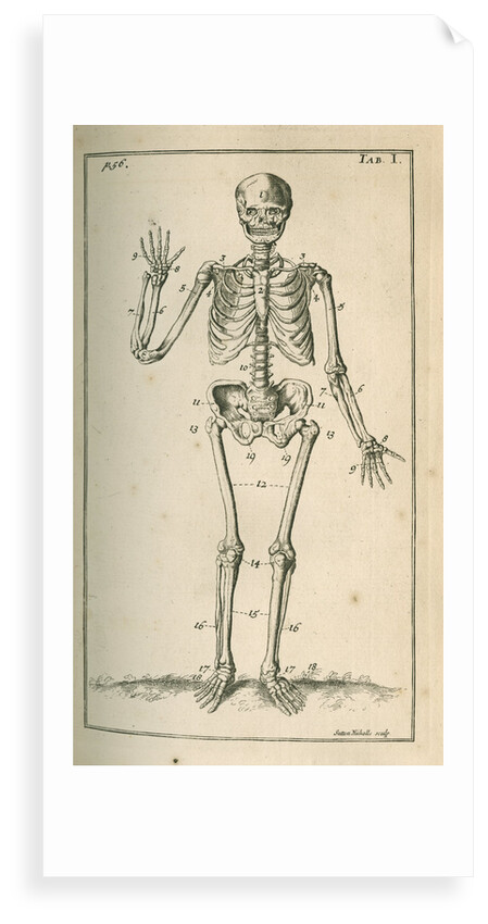Front view of a skeleton by Sutton Nicholls