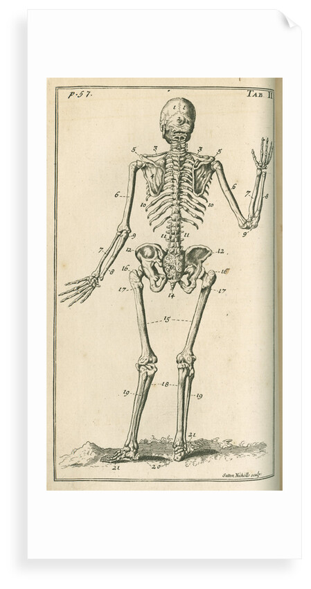 Back view of a skeleton by Sutton Nicholls
