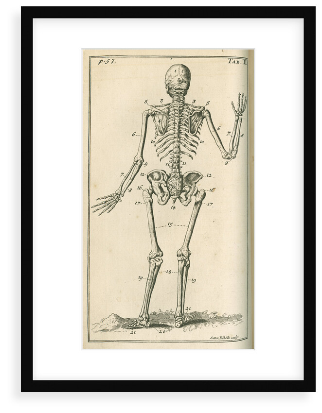 Back view of a skeleton by Sutton Nicholls