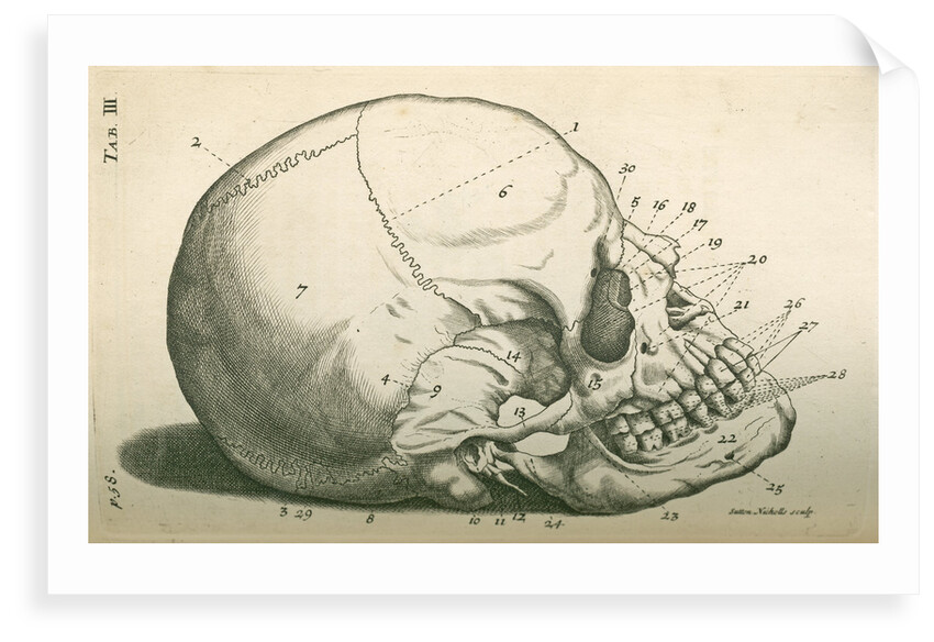 The bones of the head by Sutton Nicholls