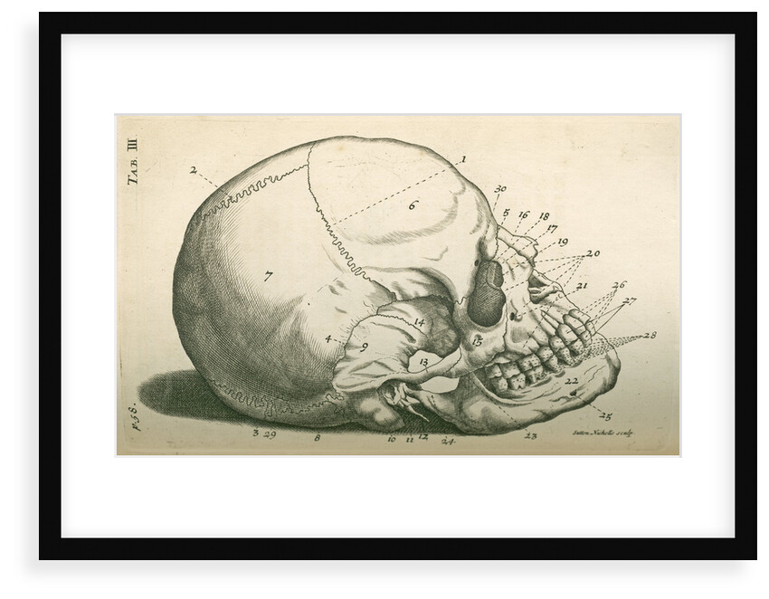 The bones of the head by Sutton Nicholls