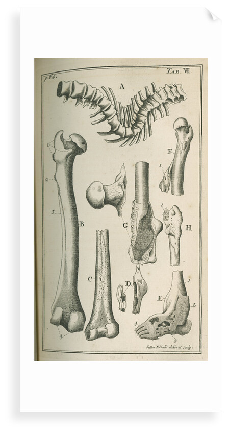 Various human bones by Sutton Nicholls