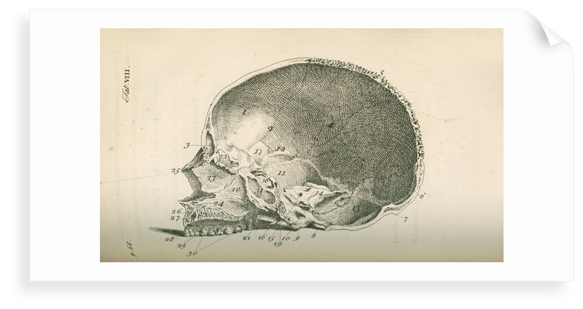 The inside of a skull sawed longitudinally by unknown