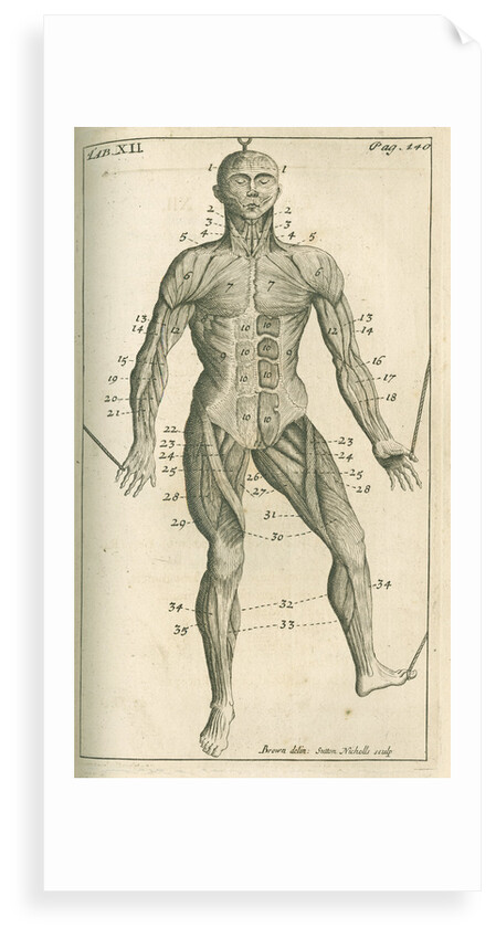 The muscles of the human body (front) by Sutton Nicholls