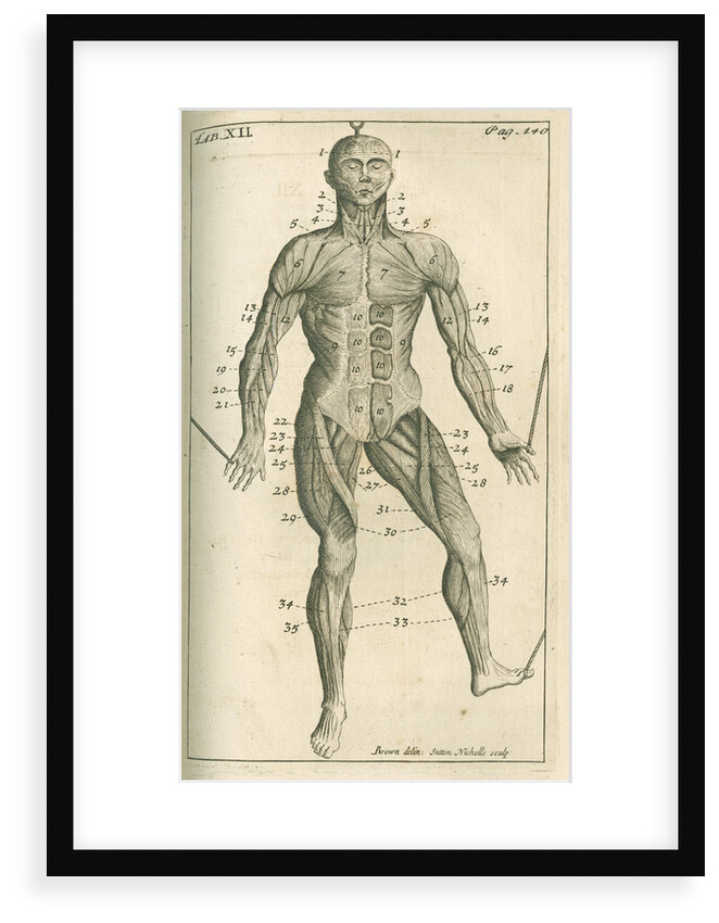 The muscles of the human body (front) by Sutton Nicholls