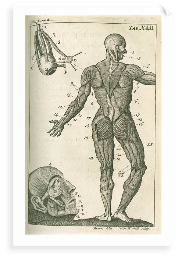 Muscles of the face & a view of the posterior external muscles by Sutton Nicholls