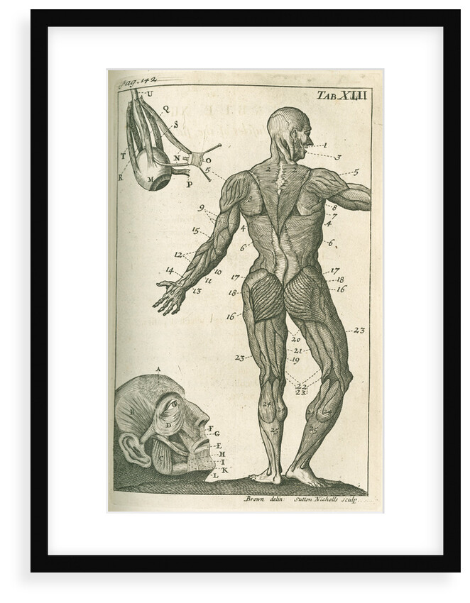 Muscles of the face & a view of the posterior external muscles by Sutton Nicholls
