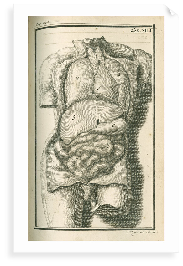 The internal organs by Gerard Vandergucht