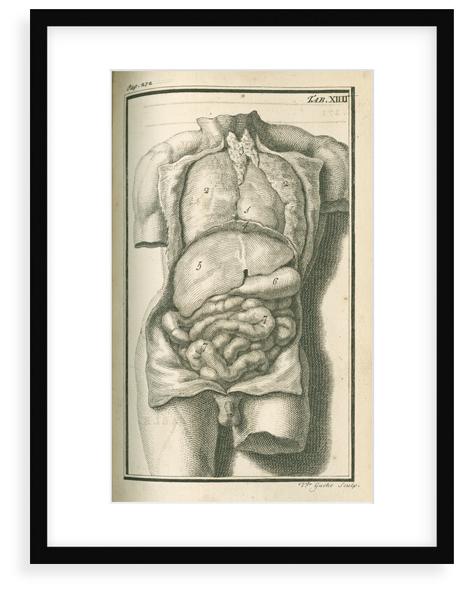 The internal organs by Gerard Vandergucht