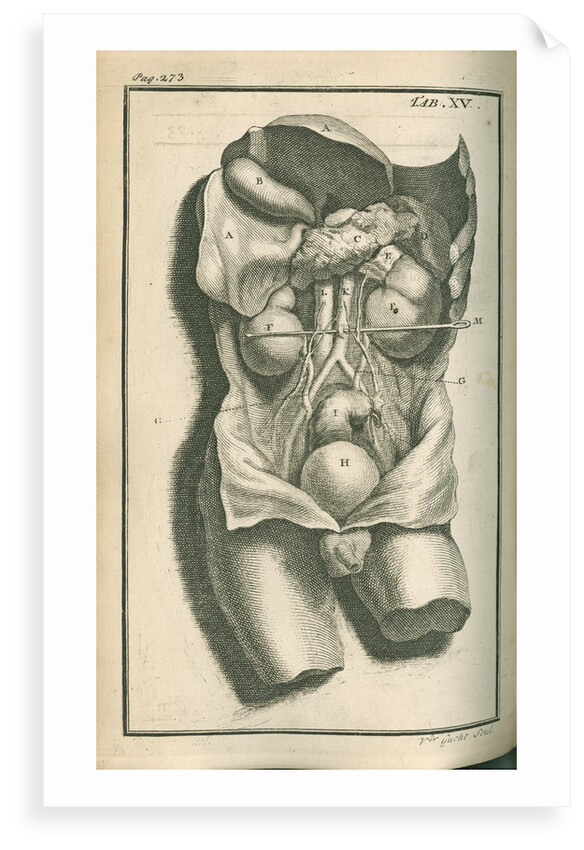 The internal organs by Gerard Vandergucht