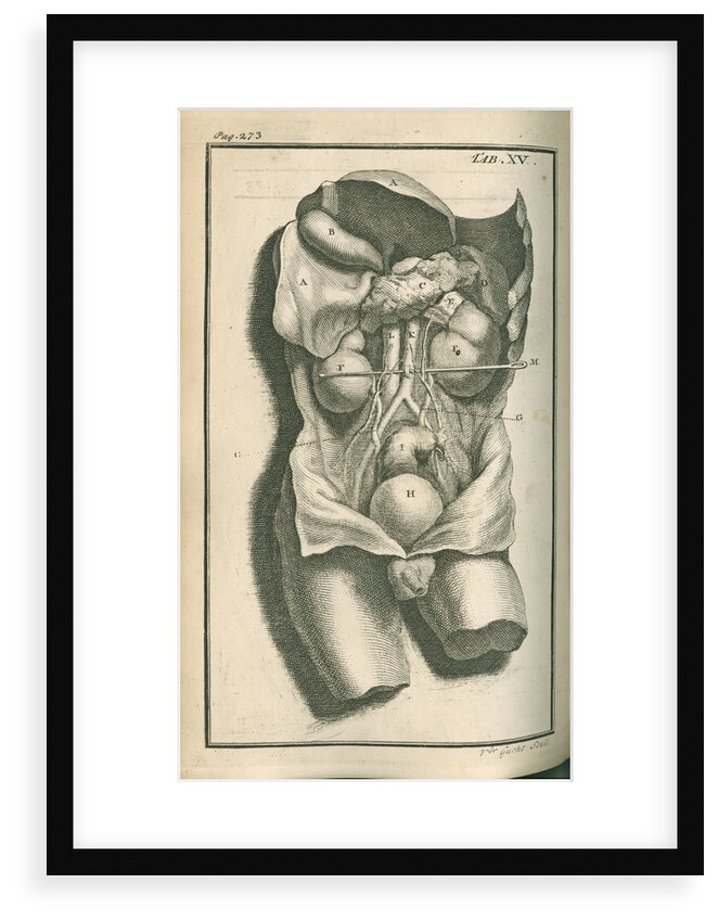 The internal organs by Gerard Vandergucht