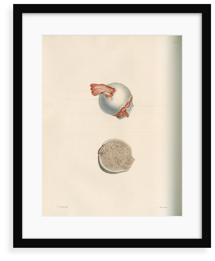 The head of the femur by J Perry