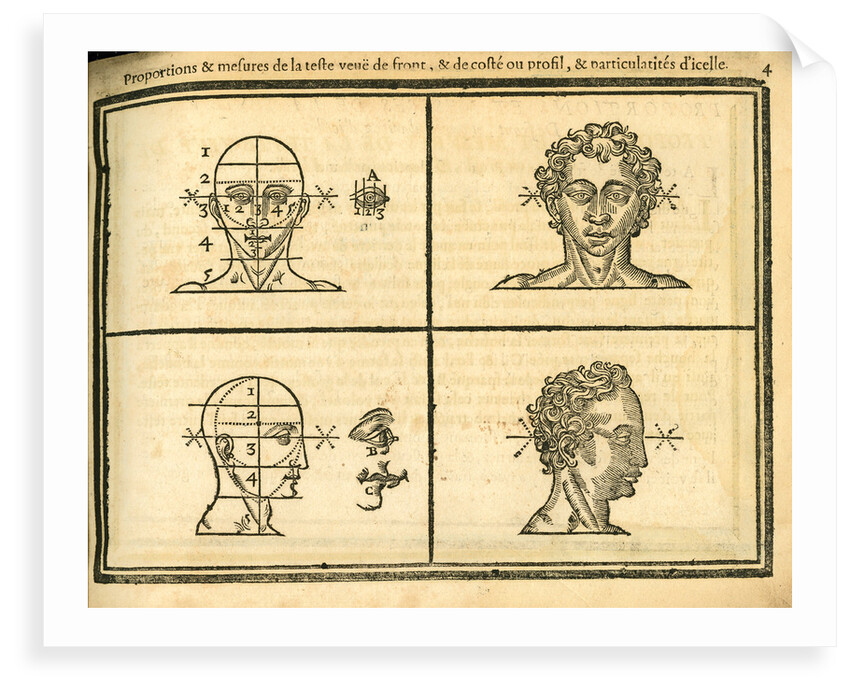 Front and side view of the head by unknown