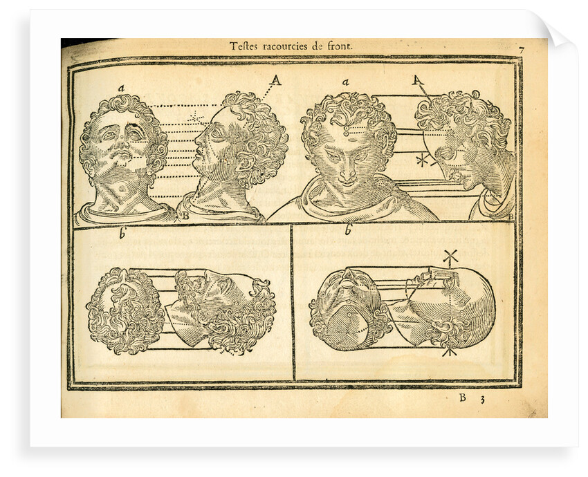 Proportions of the human head by unknown