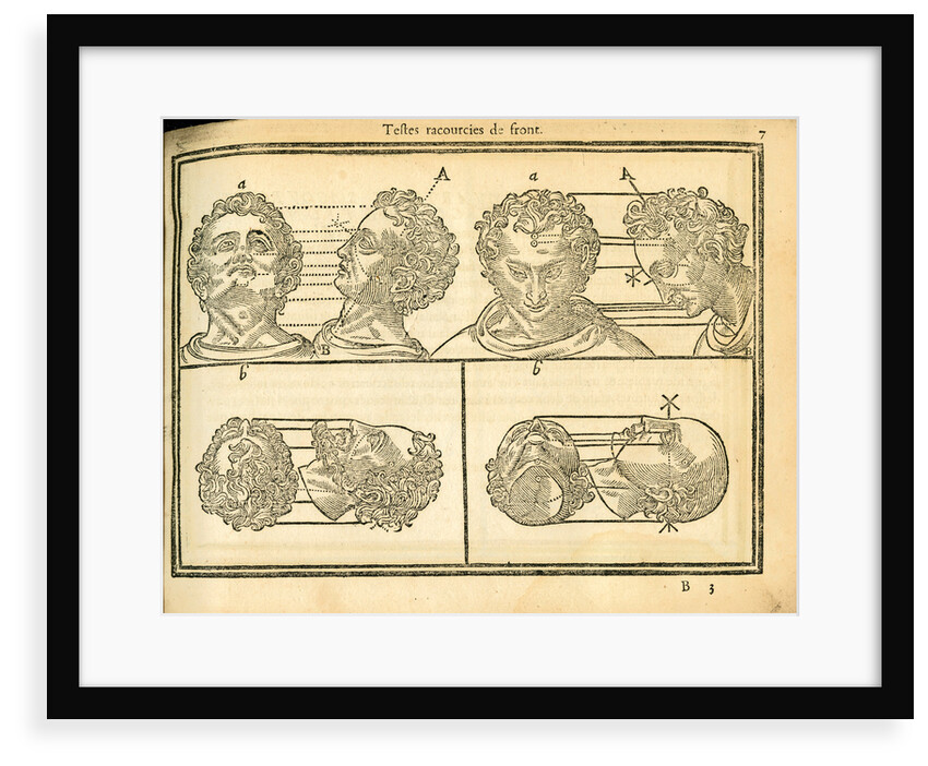 Proportions of the human head by unknown