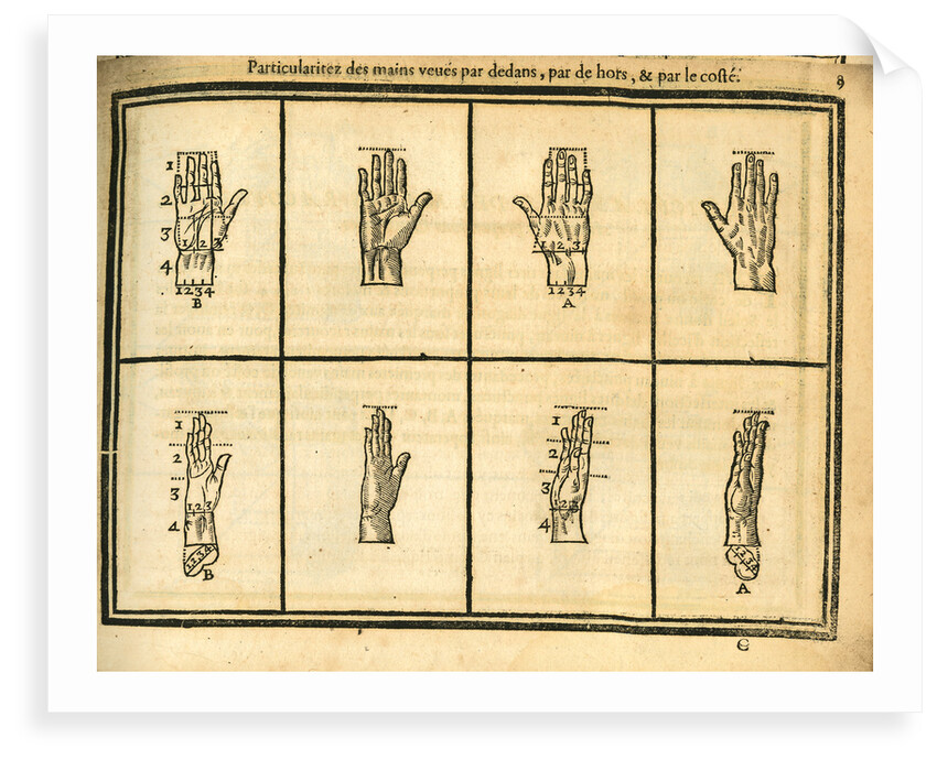 Proportions of the hand by unknown