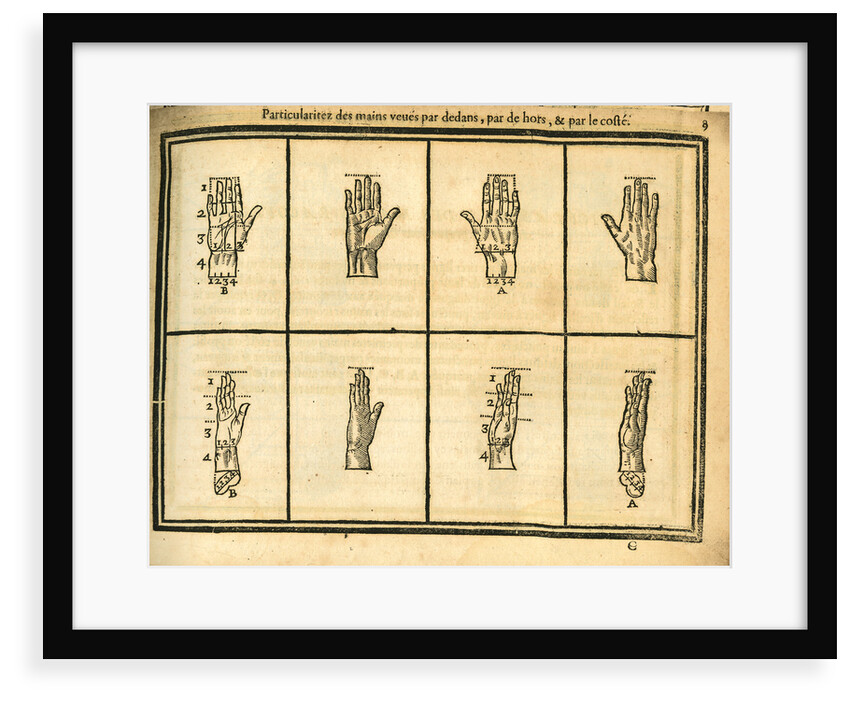 Proportions of the hand by unknown