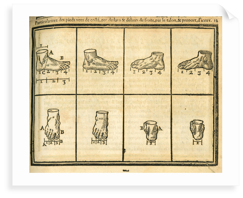 Proportions of the foot by unknown